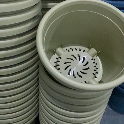 树脂四季3号果绿无托10个