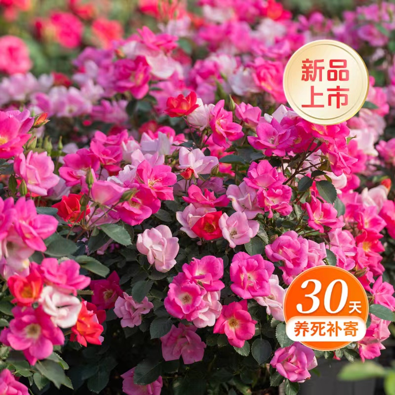 天狼月季 梦繁星 自育丰花耐热抗病花卉盆栽苗多季开花
