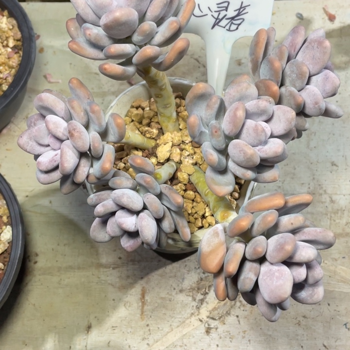 多肉心灵者程雪球