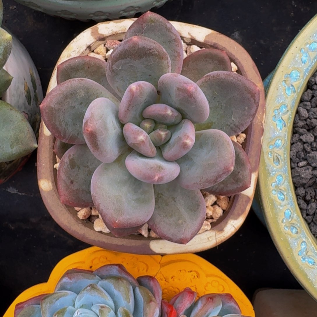 X系列 美人新品  一物一拍