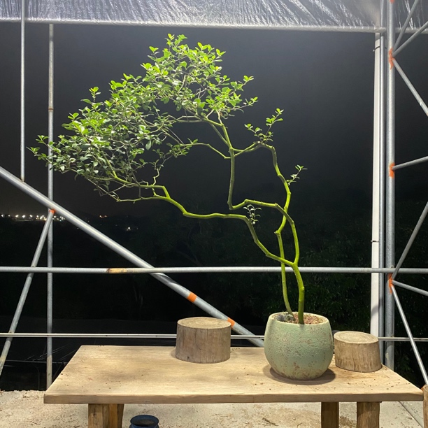 海岛栀子花四季常绿南方北方室内室外多次开花结果精品老桩盆景