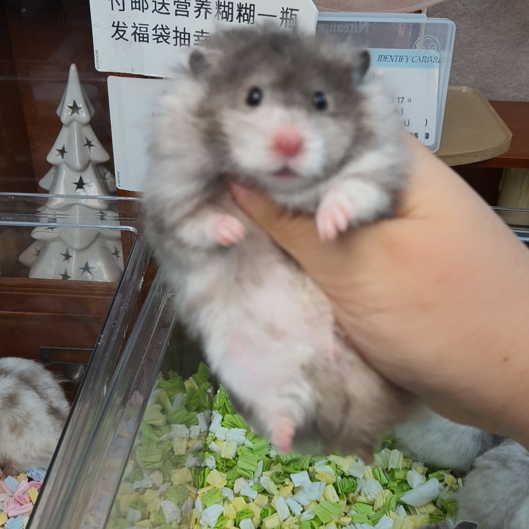 成年黑波利弟弟8月8日