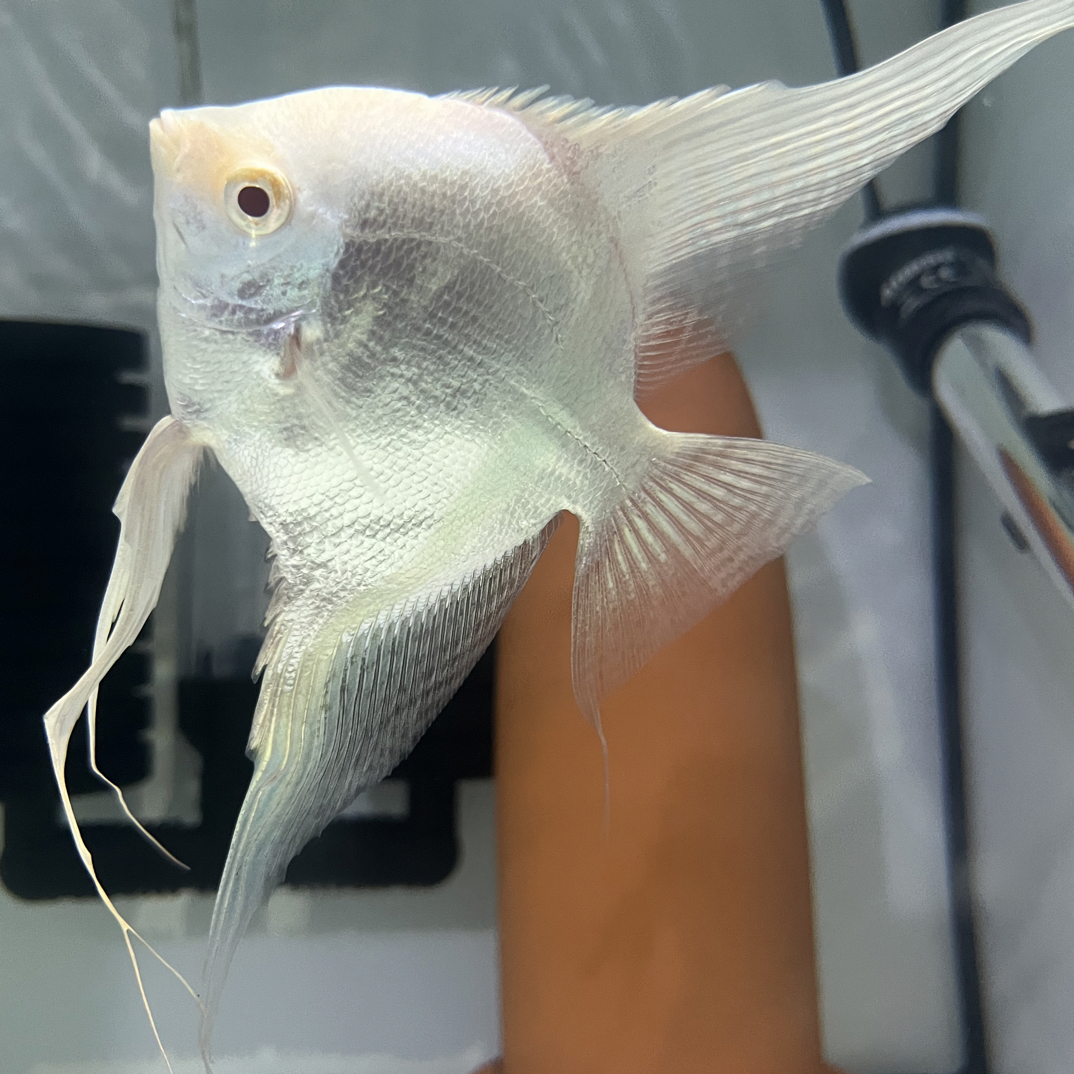 白子神仙燕鱼热带淡水观赏鱼漂亮好养