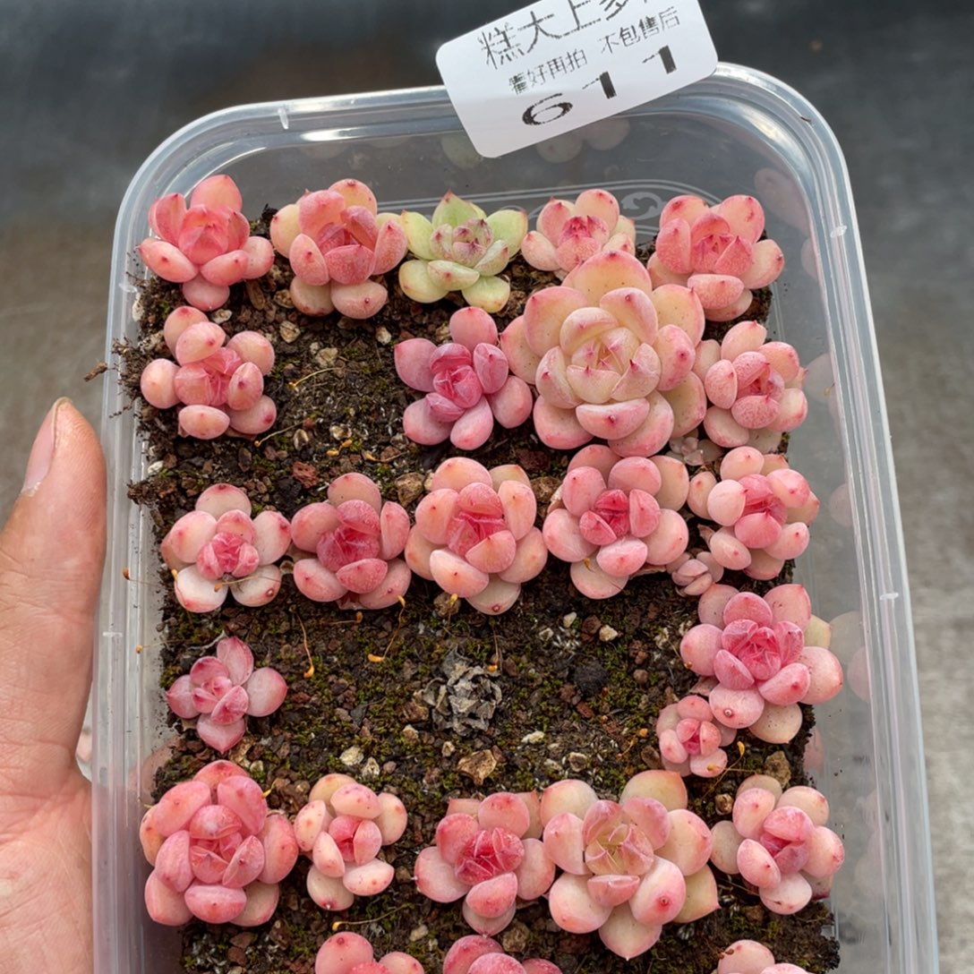 糕大上多肉植物611