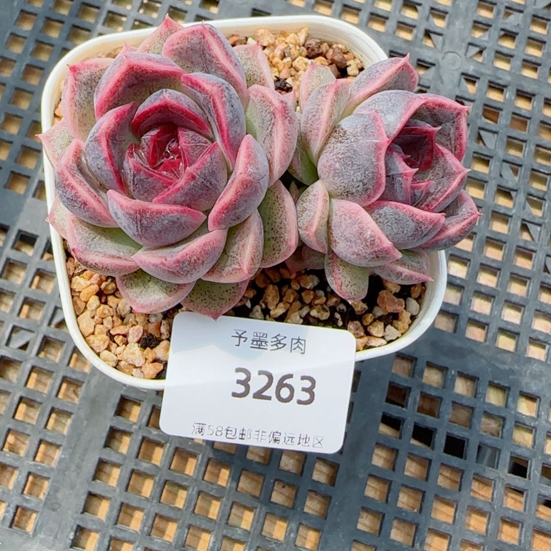 黑果糖，3263多肉植物