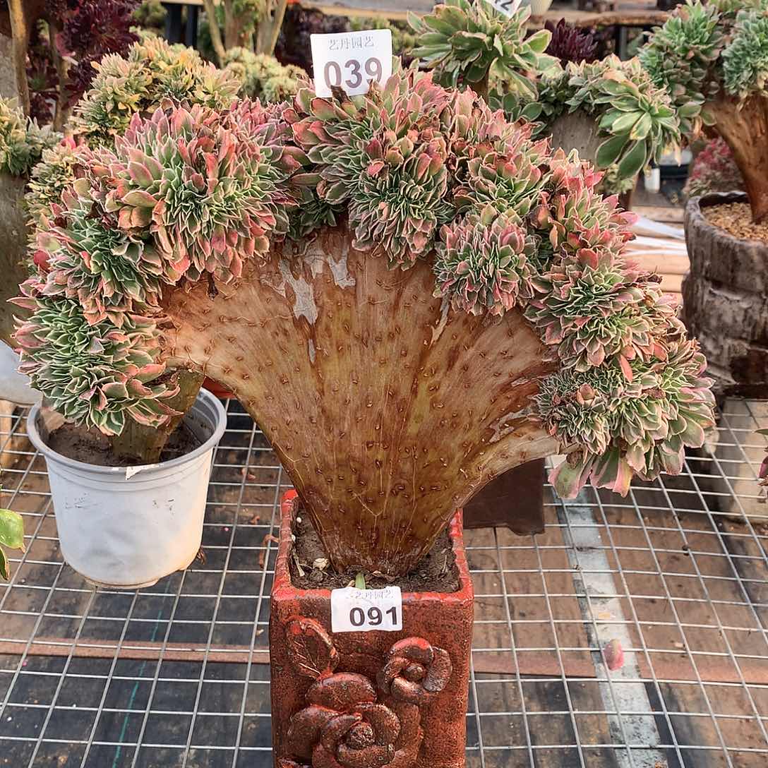 039白凤缀化缀化