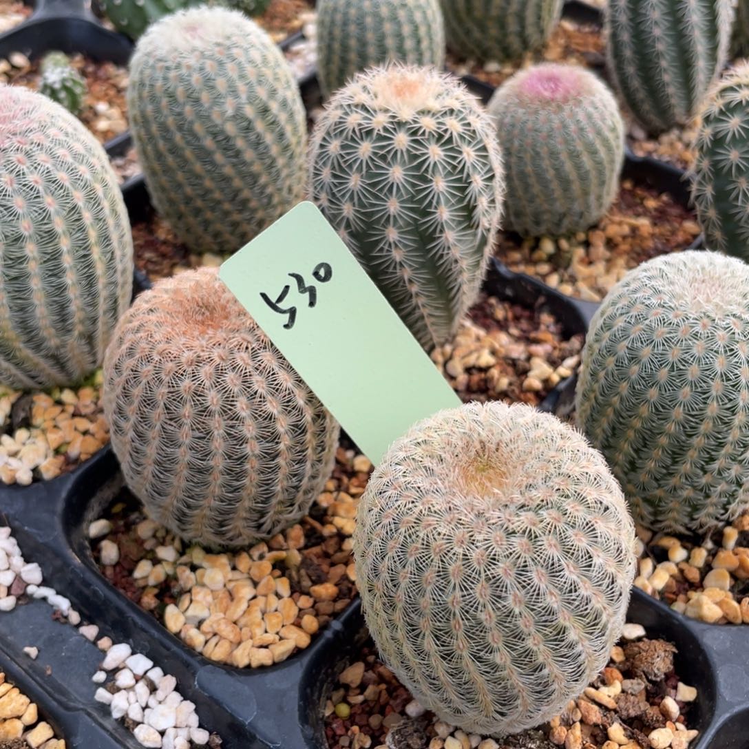 白太阳两个530鹿角柱属