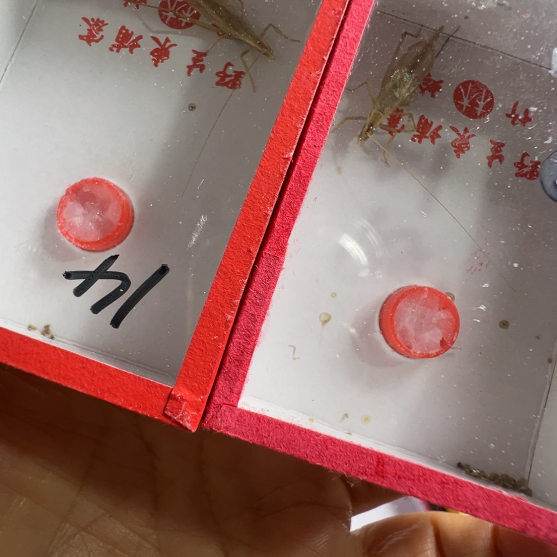 浩***1蟋蟀两只柬埔寨漂亮