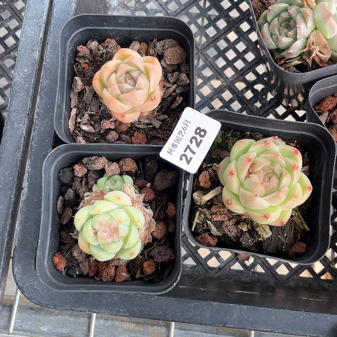 落***梅阿雅园艺。      2728麦秆