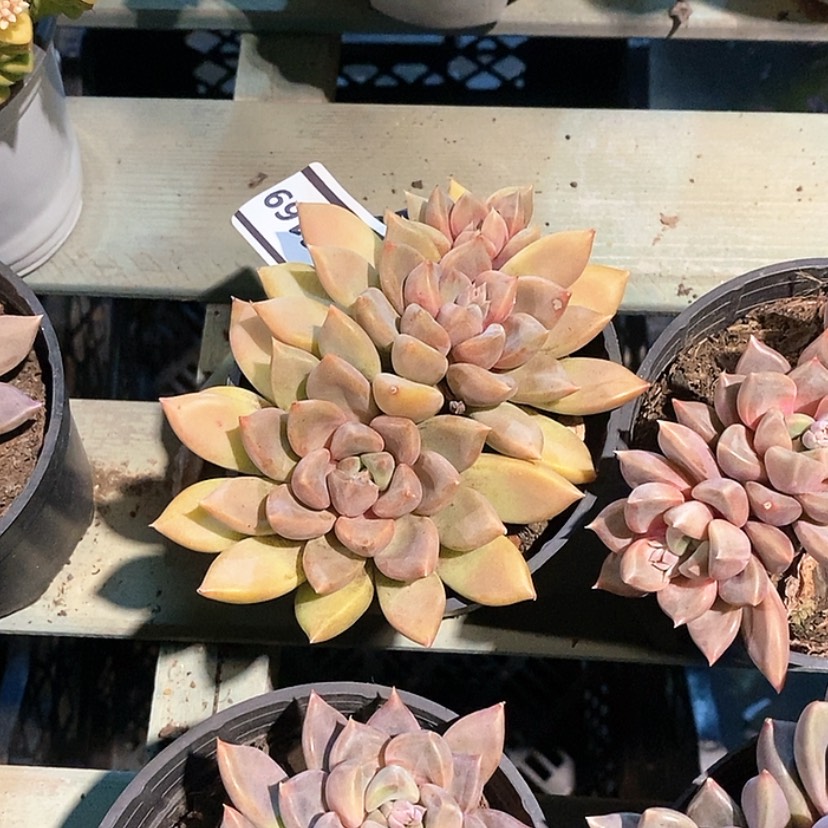 【闪购商品】感**祢红象牙16169