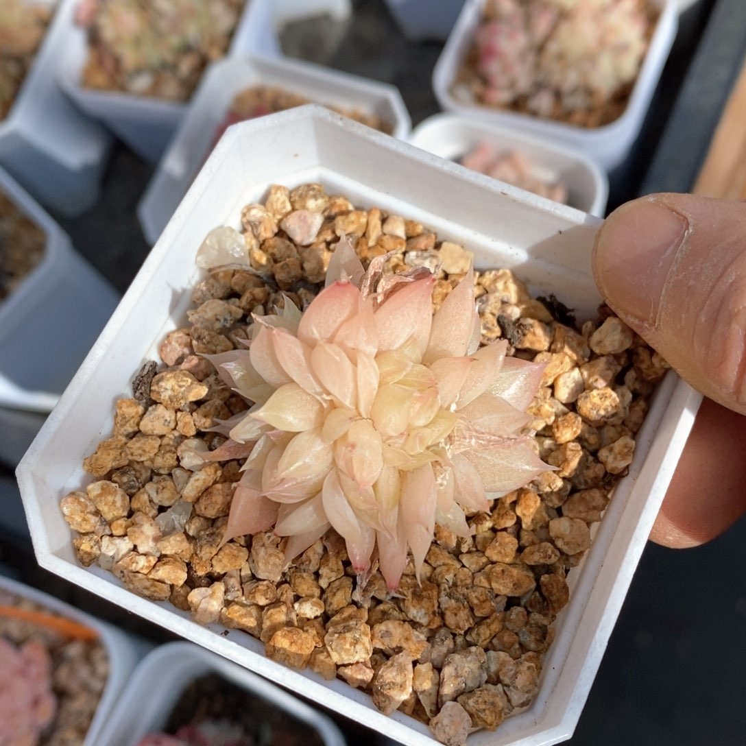 精品多肉一物一拍不包整91