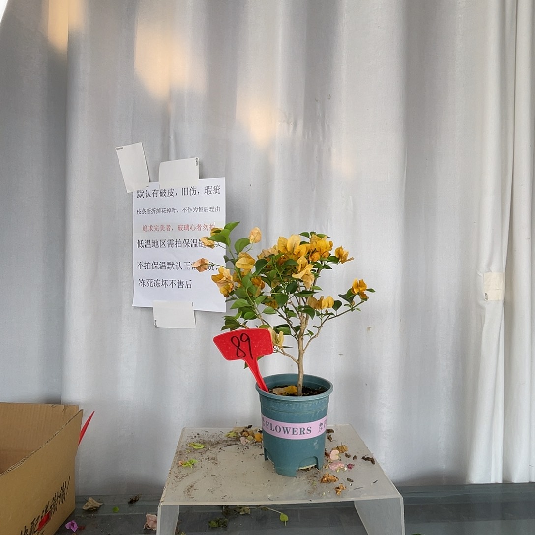 大部分开放少量花苞89绿叶柠檬黄盆苗