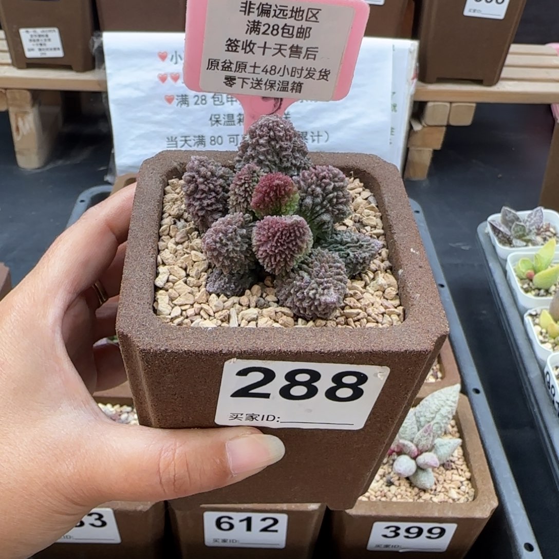 288朱紫玉多肉植物