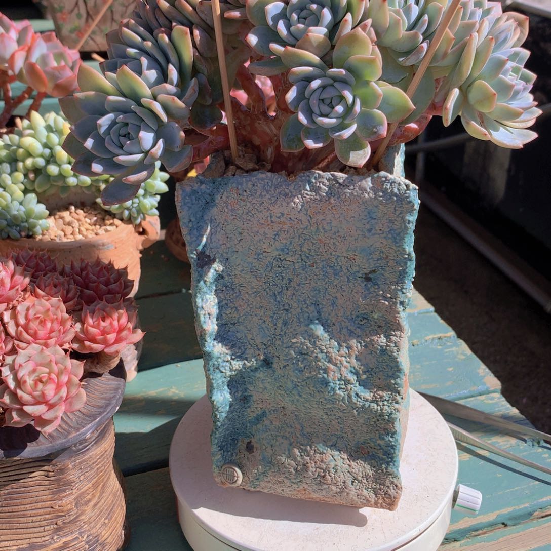 香雪海自然朵朵无砍