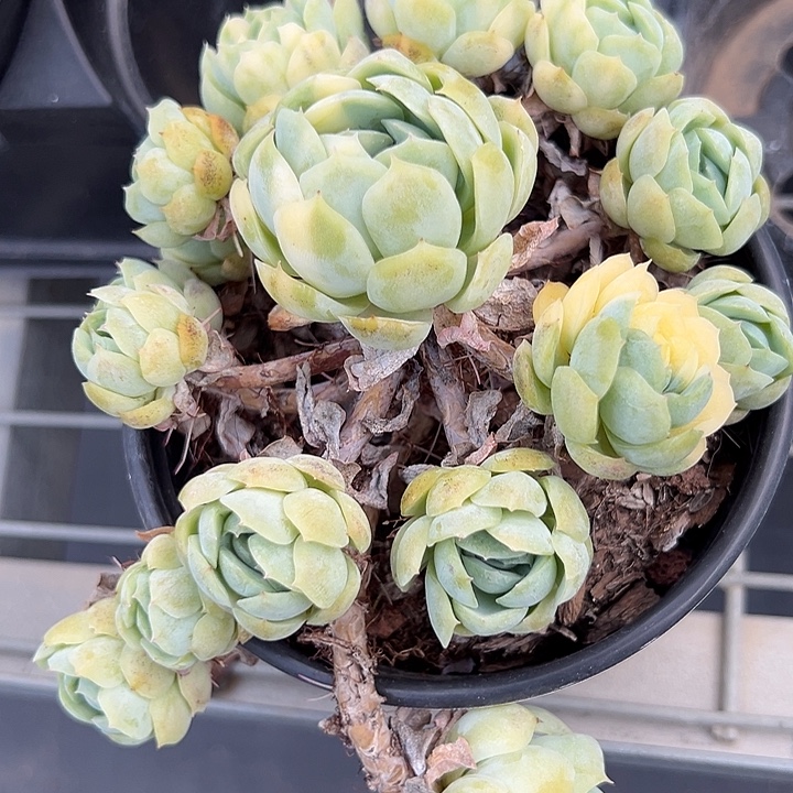 闻****轻轻松松就能得到一颗贝瑞锦