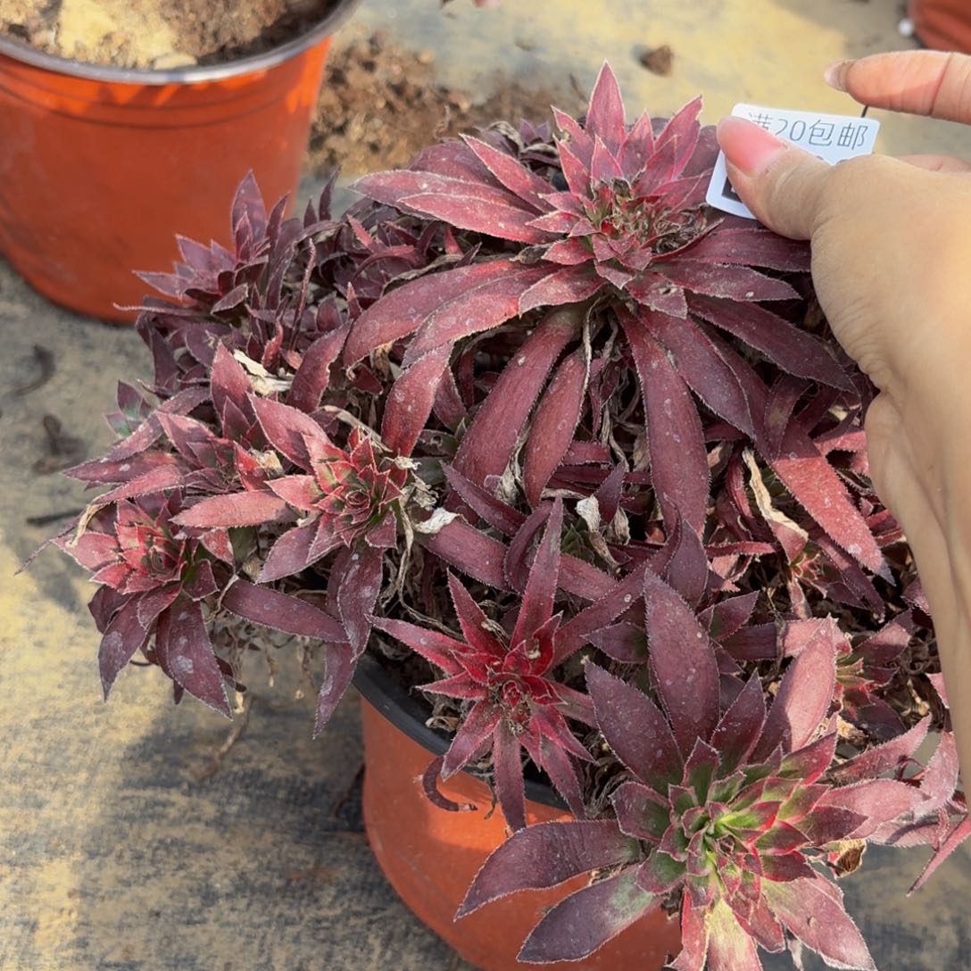 228多肉植物捧花的