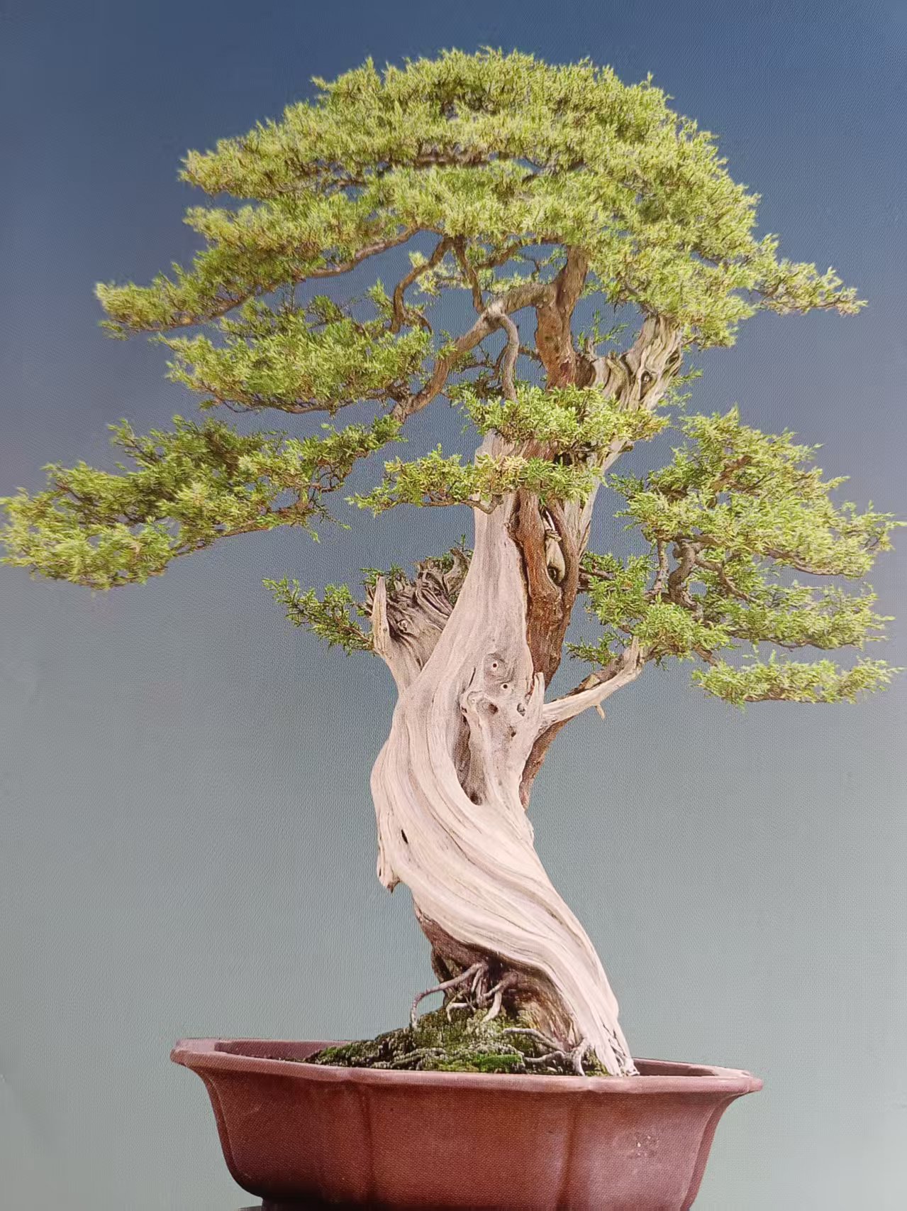 精品盆景（以直播间实物为准 一物一拍）