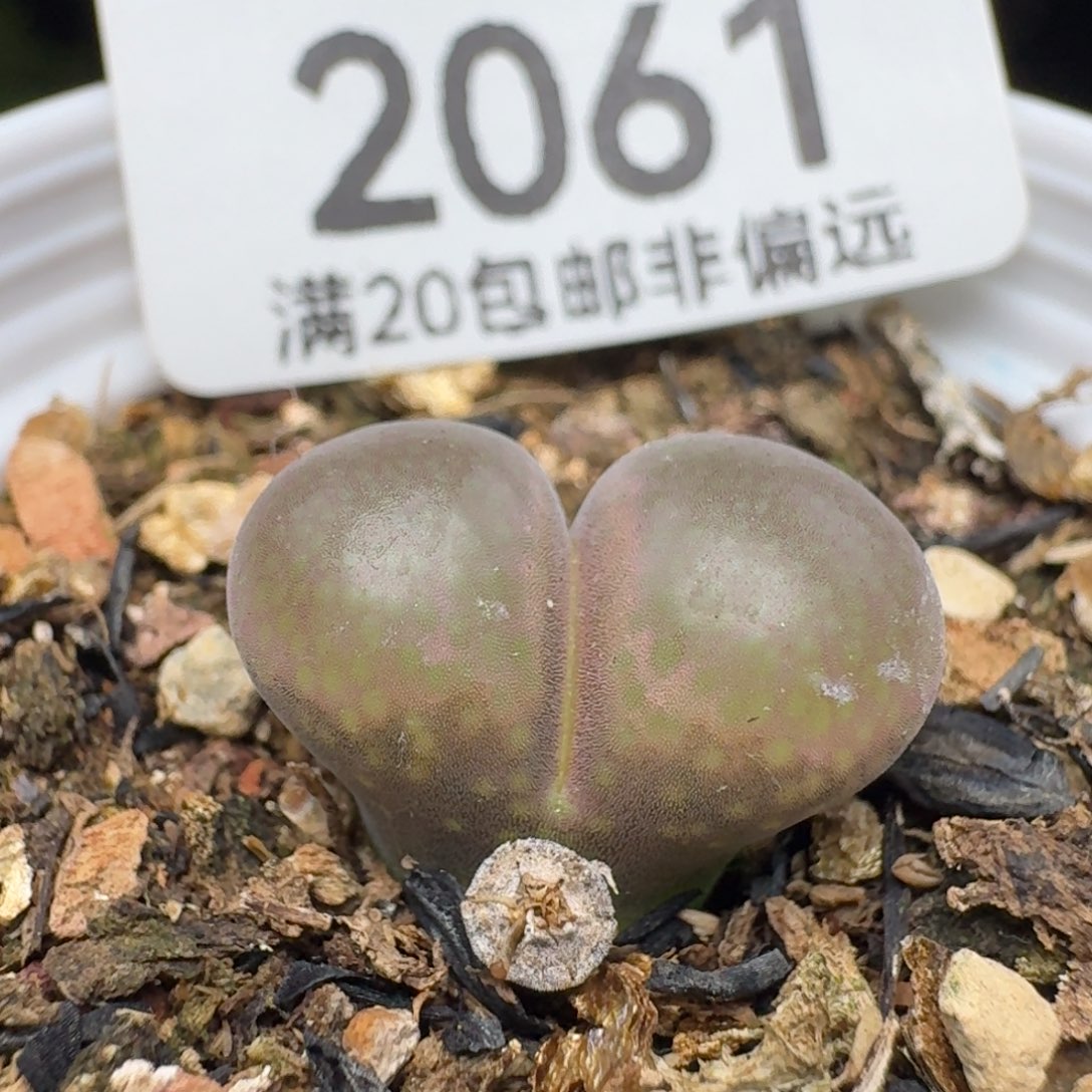 日系红宝石带盆土。            