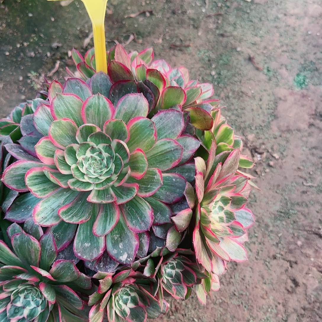 2-584--+多头多肉粉花妖