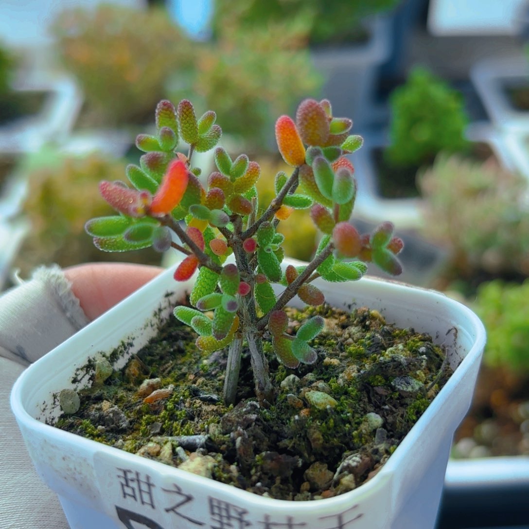 福利蜜叶615。         