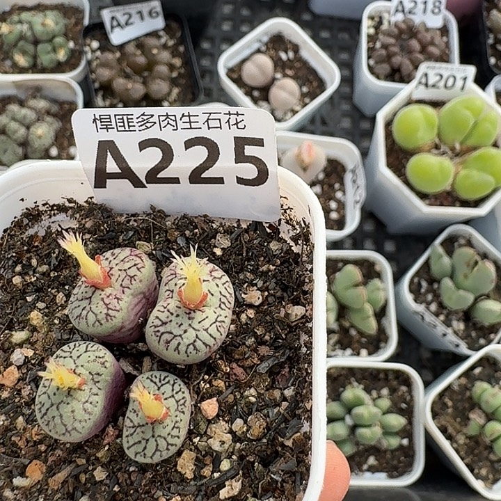 225多肉植物多肉植物