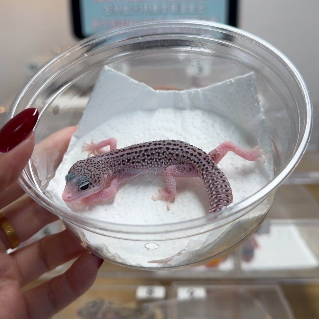 豹纹守宫银河母温