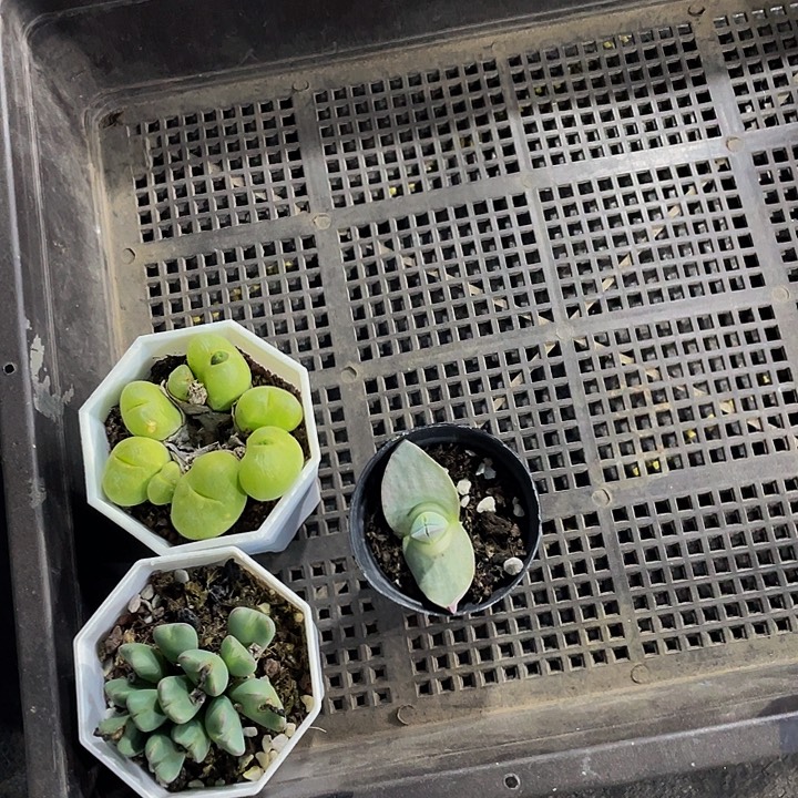 嘿***！32号筐带盆土发货一个