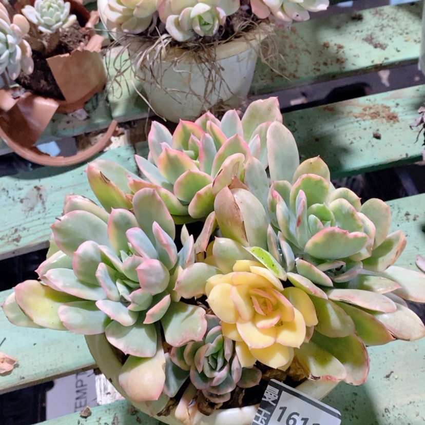 【闪购商品】绮罗锦16116