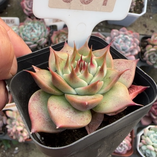 31托斯卡多肉植物多