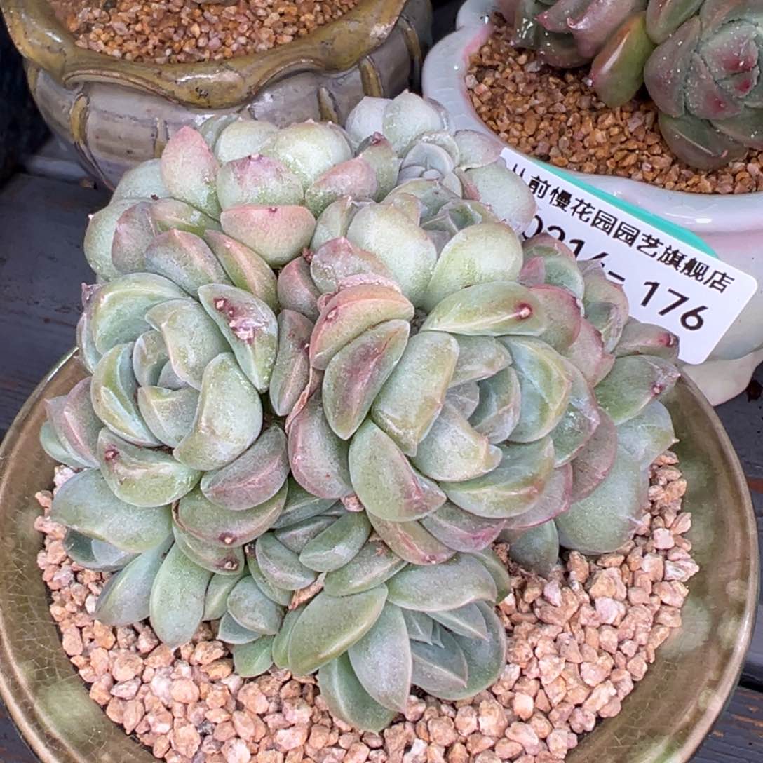 从前慢多肉精选编号0214.176