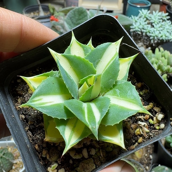 276王妃雷神黄中斑脱土发货