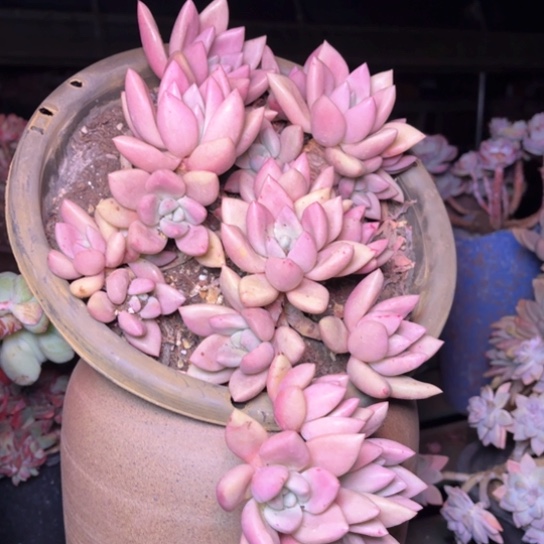 ?****y多肉植物的植物