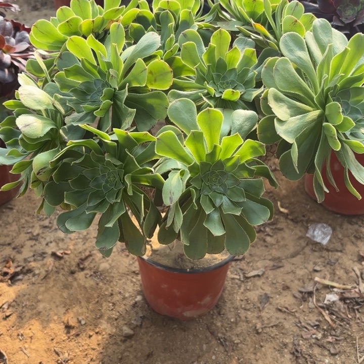 多肉植物原始绿24