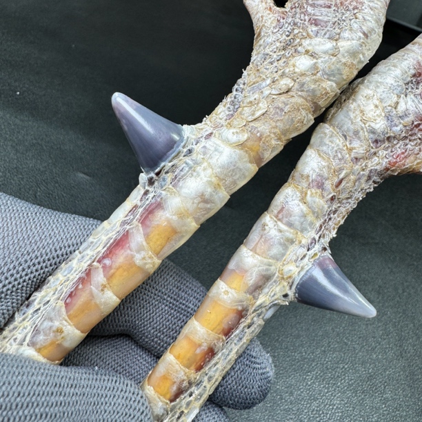 文玩鸡爪骨手把件（一对孔雀骨 处理好发货十天左右发货）