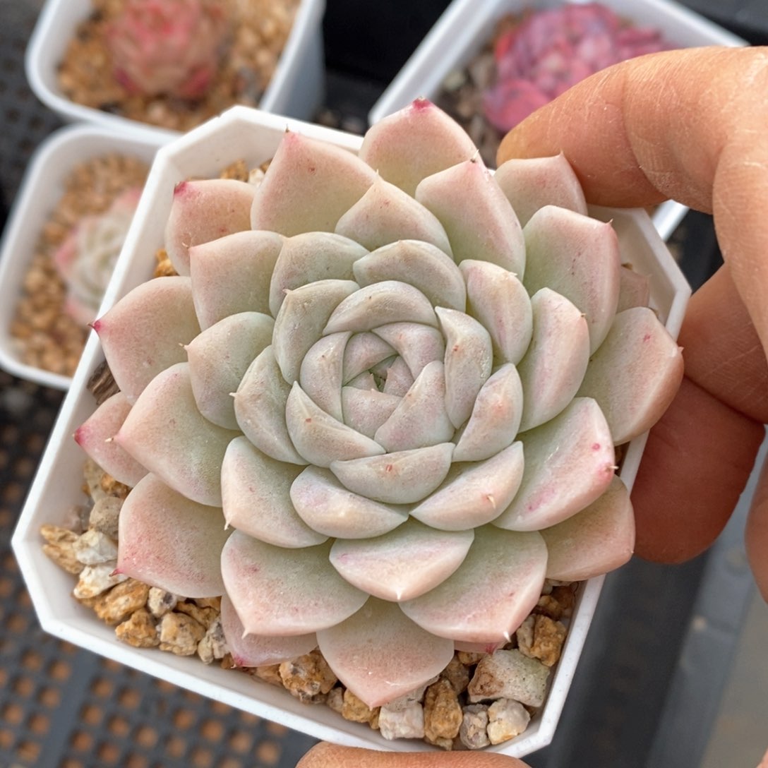 精品多肉一物一拍不包整191