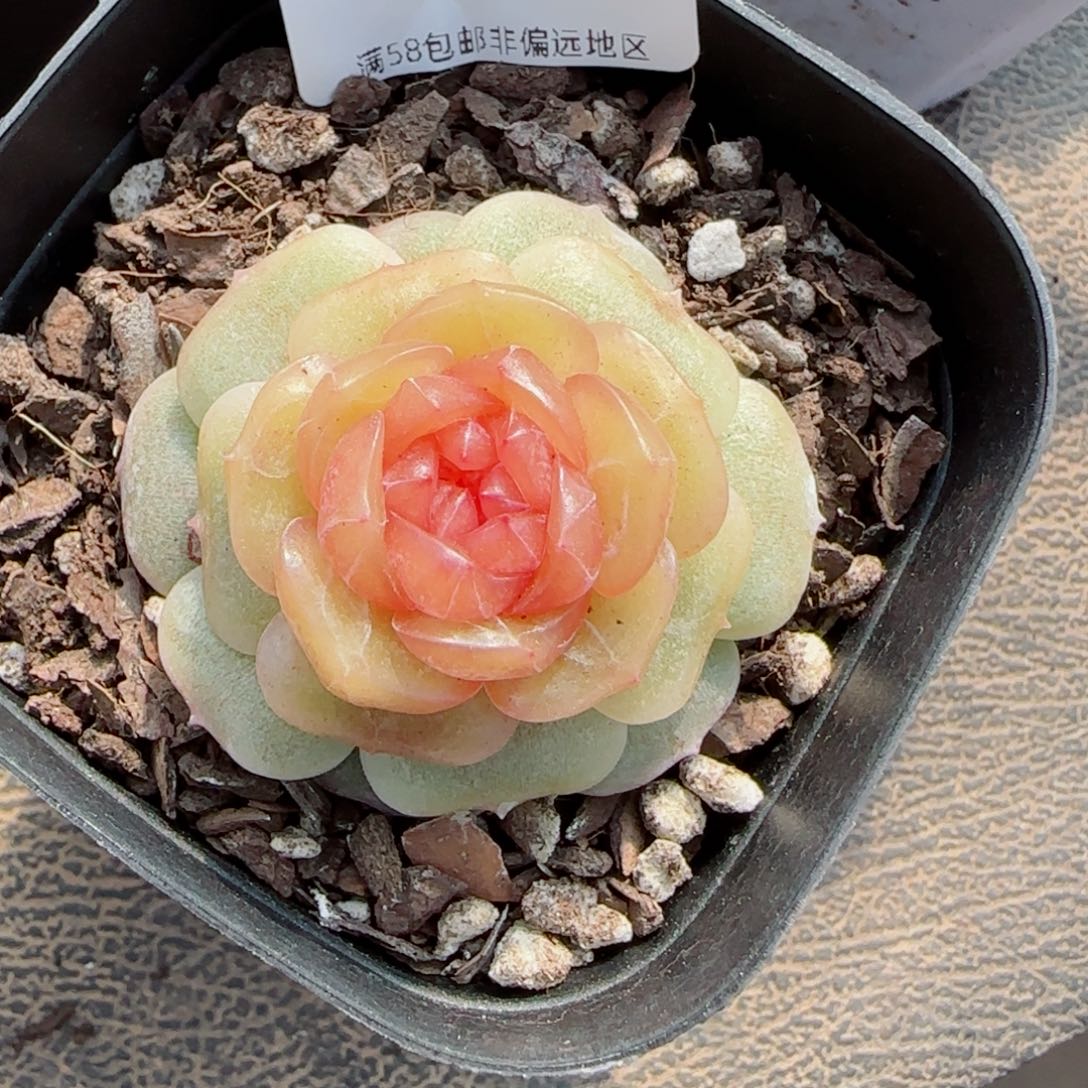 珍妮，2556多肉植物