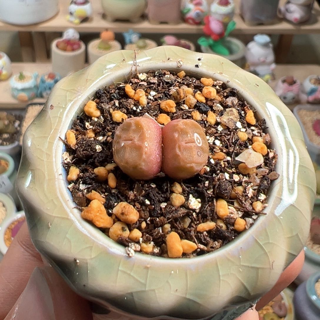 多肉植物192号双头烧卖