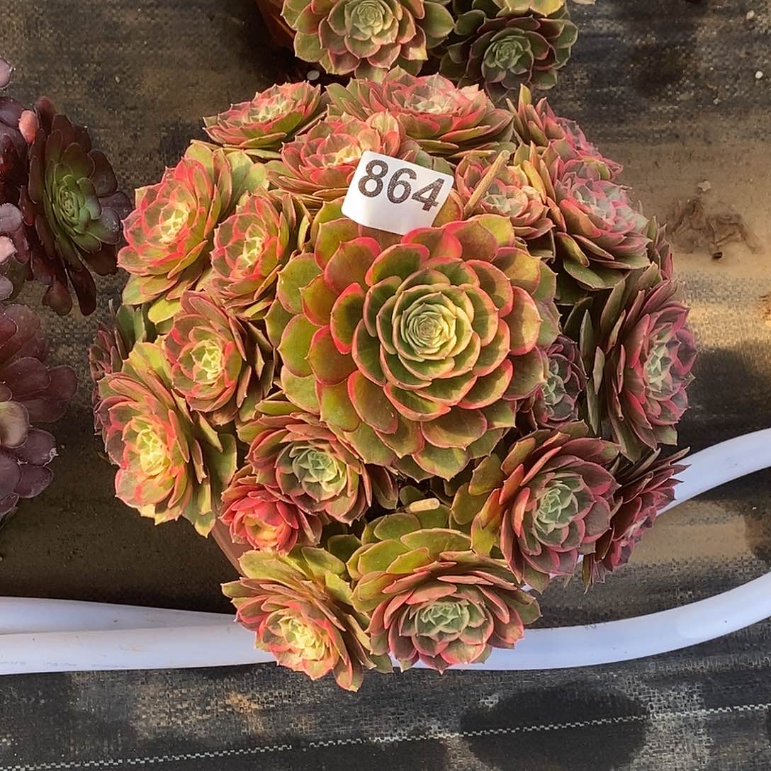 864粉花妖冠服30公分