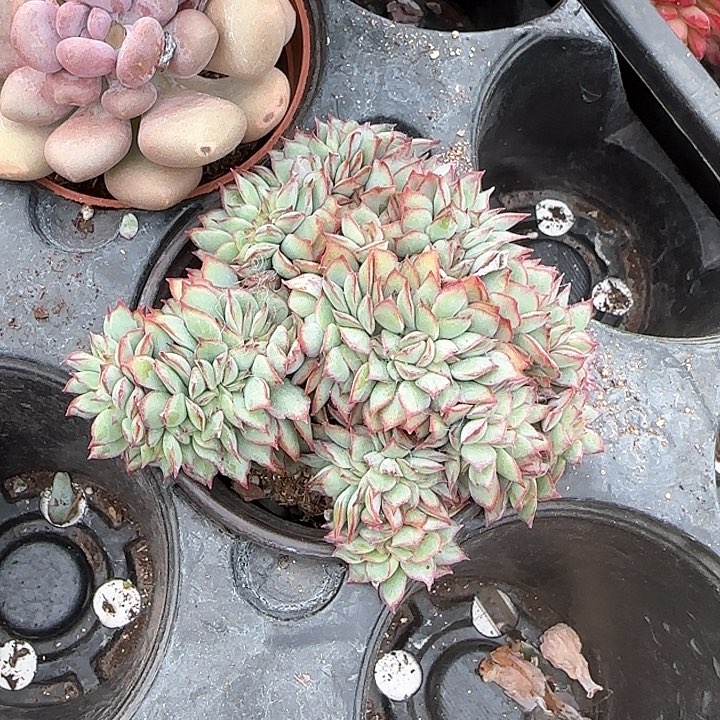 青蛙王子儿童牙膏111