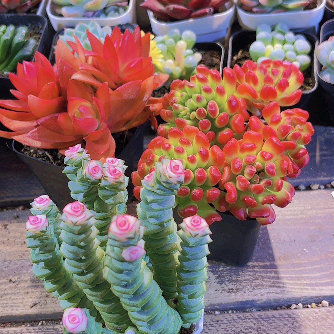 火祭群。红灯笼。钱多锦