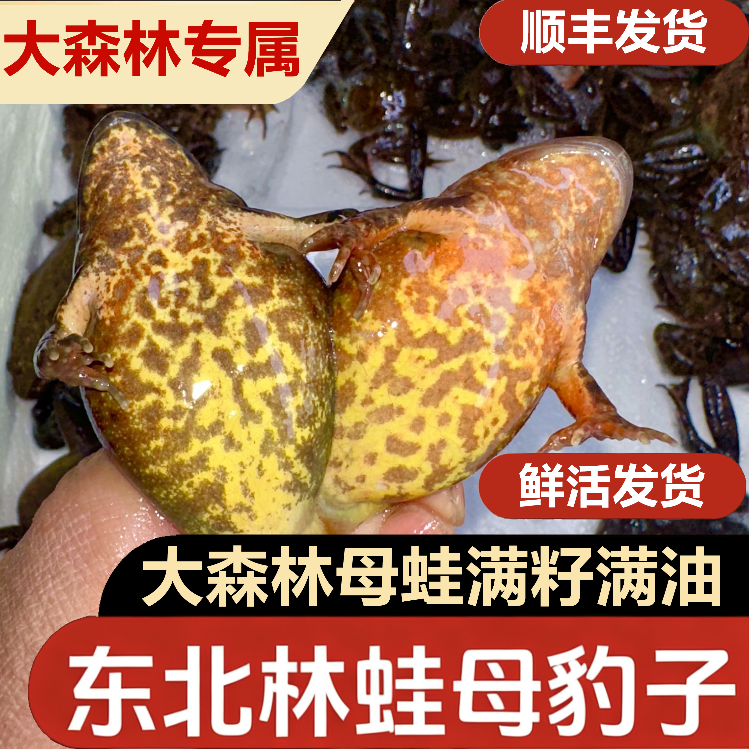 东北满籽满油母蛤蟆特产全国包邮