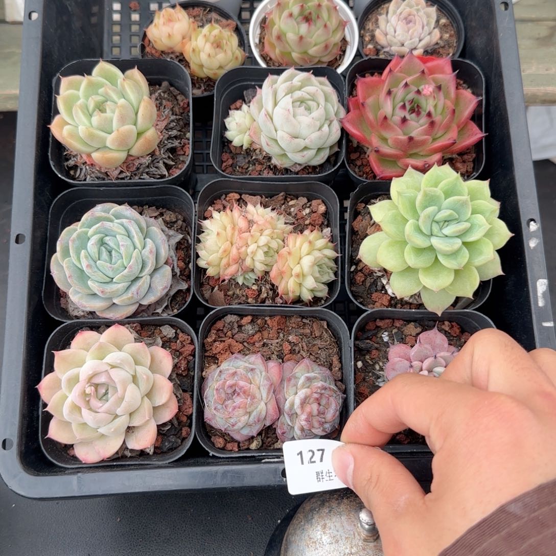 框拍框拍0209-127