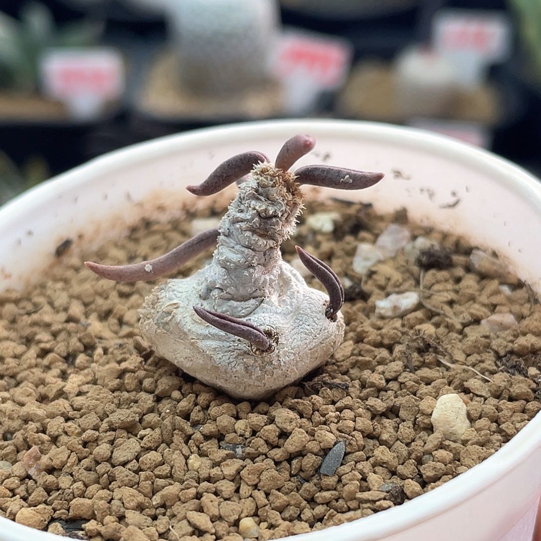 实生块根雀舌麒麟仙人球