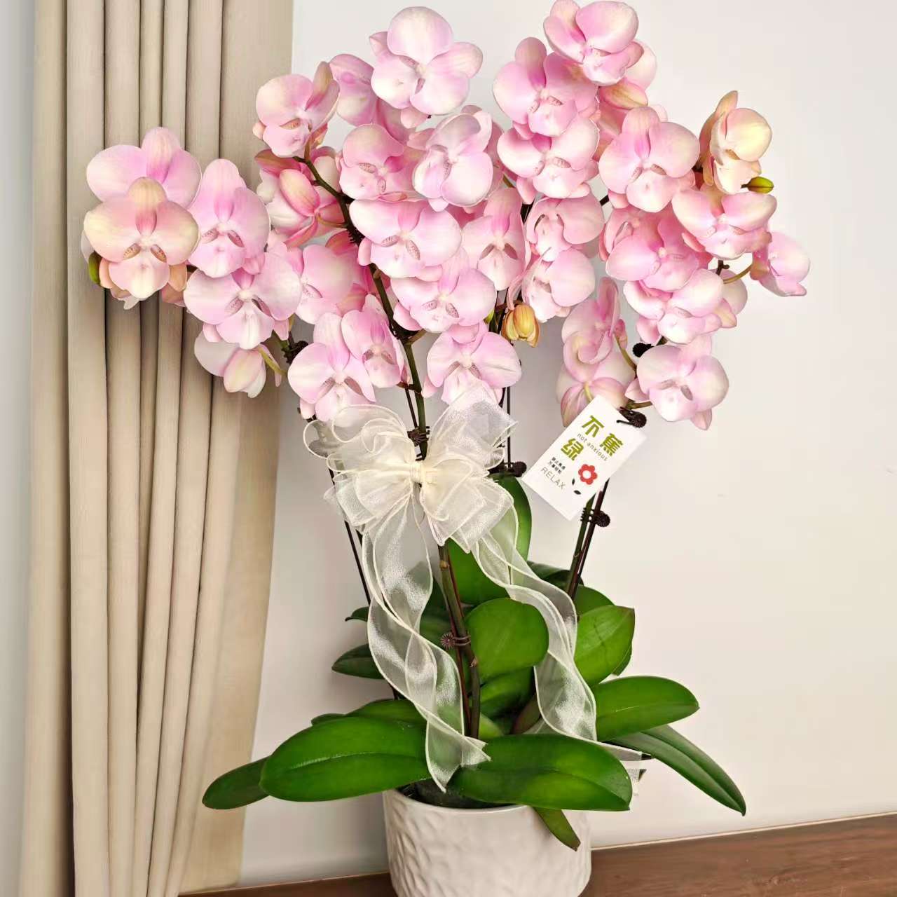 [威尼斯]蝴蝶欧品马克龙色系  好养耐养  基地直发室内花卉