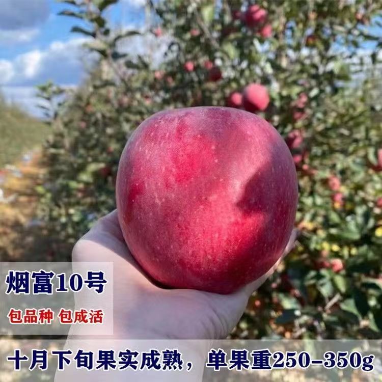 烟富十号红苹果苗当年结果南北种植嫁接晚熟神富一号苹果树苗
