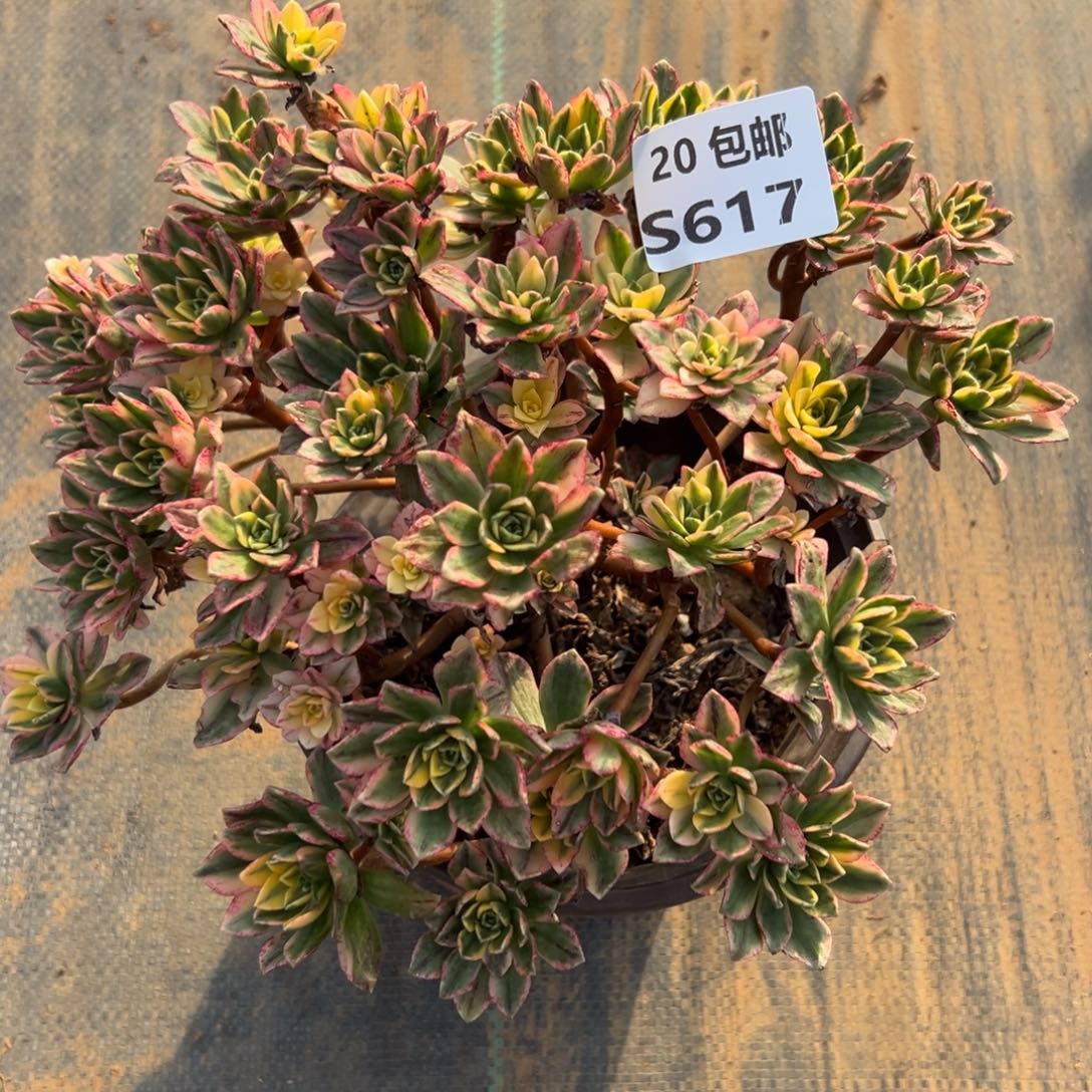 617甜茶，满20包邮