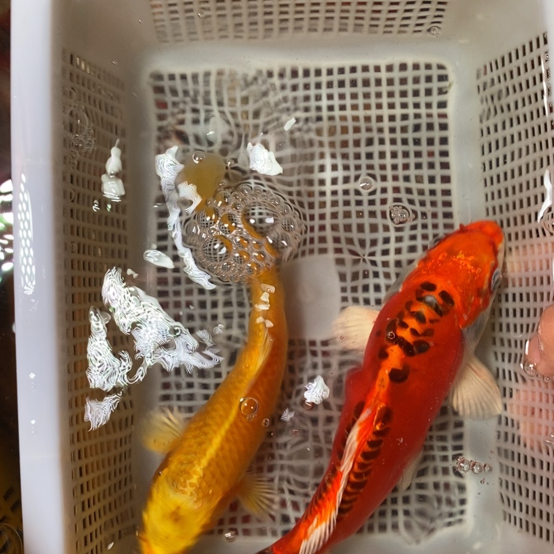 锦鲤冷水锦鲤包邮