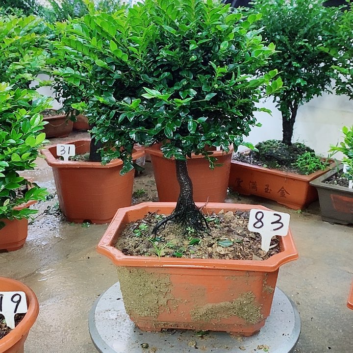 当前无花栽培后可以开花