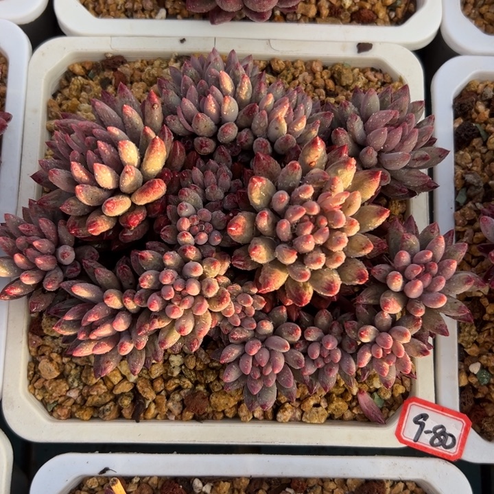 精品多肉植物虞美人