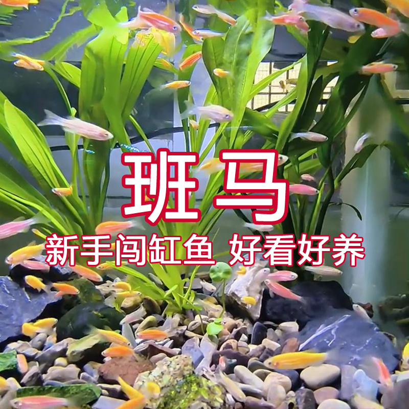【25条红黄斑马鱼】糖果小型鱼淡水鱼新手彩色热带鱼观赏鱼好养易活